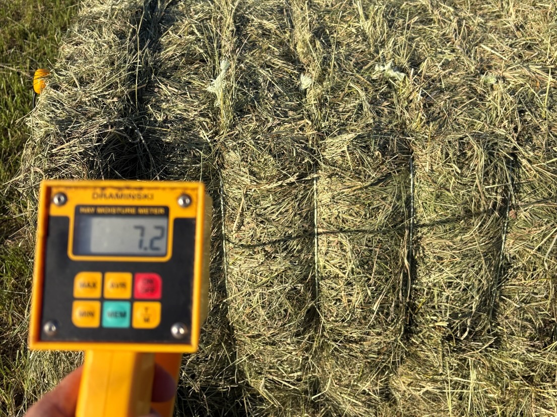 checking hay moisture with the handheld Draminski tester.jpeg